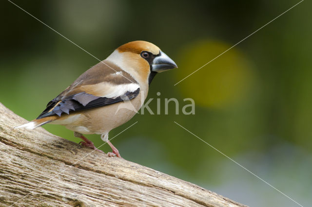 Hawfinch (Coccothraustes coccothraustes)