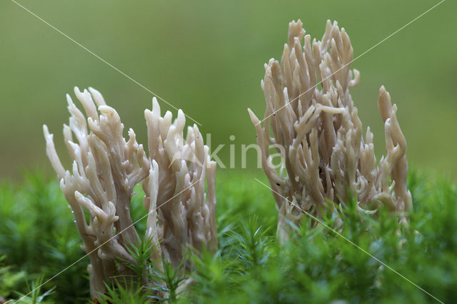 Asgrauwe koraalzwam (Clavulina cinerea)