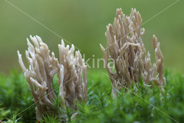 Cinereous Clavaria (Clavulina cinerea)