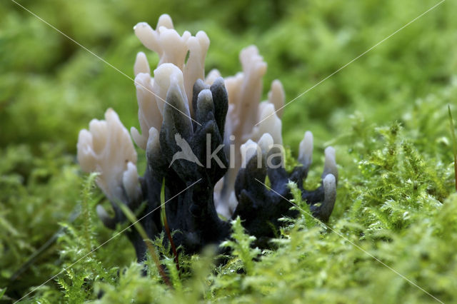 Cinereous Clavaria (Clavulina cinerea)