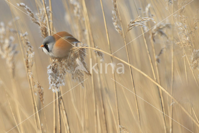 Bearded Reedling (Panurus biarmicus)