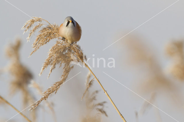 Bearded Reedling (Panurus biarmicus)