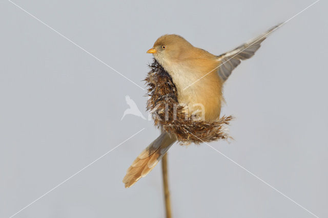 Bearded Reedling (Panurus biarmicus)