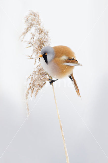Bearded Reedling (Panurus biarmicus)