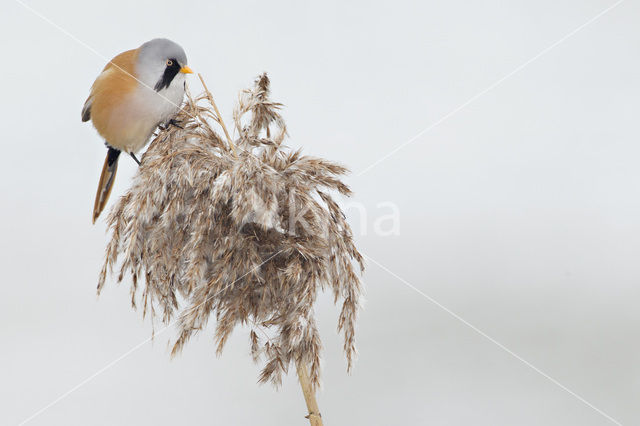 Bearded Reedling (Panurus biarmicus)