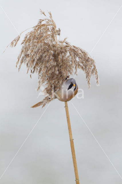 Bearded Reedling (Panurus biarmicus)