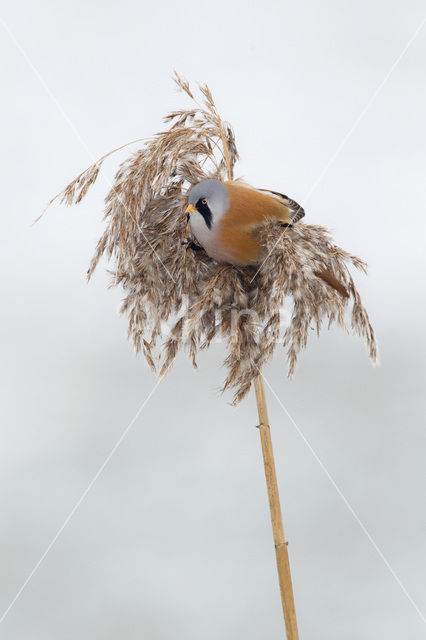 Bearded Reedling (Panurus biarmicus)