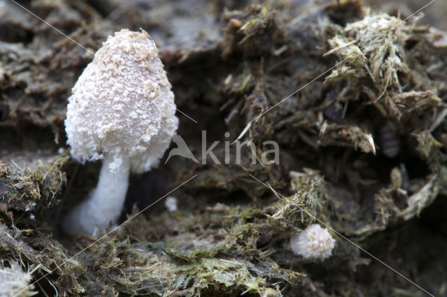 Bedwelmende inktzwam (Coprinus narcoticus)