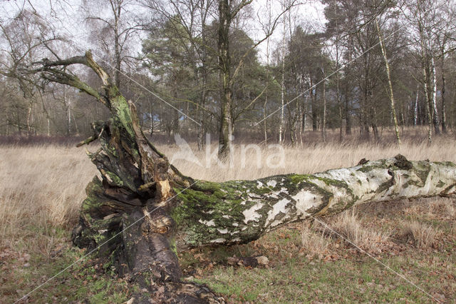 Berk (Betula)