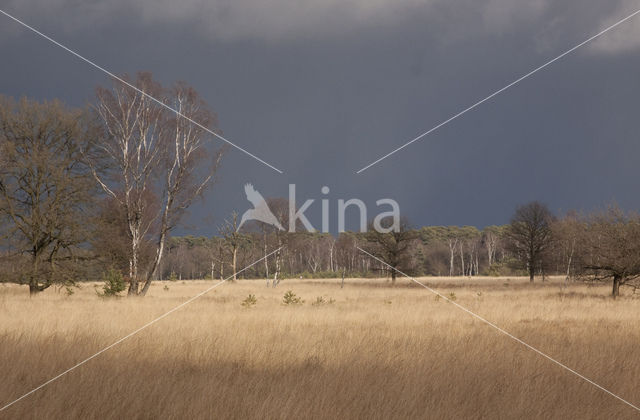 Berk (Betula)