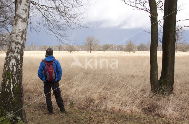 Berk (Betula)