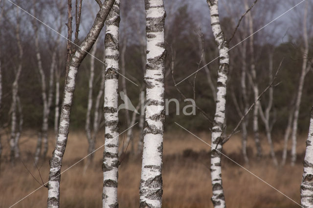 Birch (Betula)