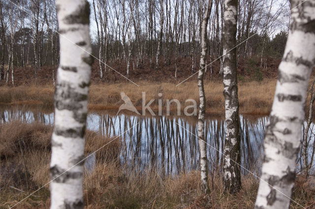 Birch (Betula)