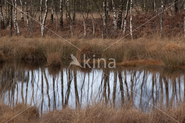 Berk (Betula)