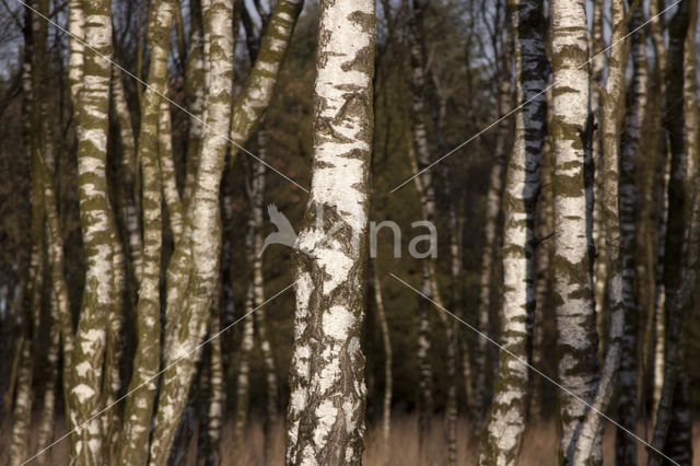 Berk (Betula)