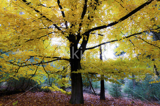 Beuk (Fagus spec.)