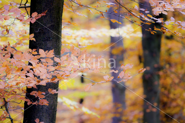 Beuk (Fagus spec.)