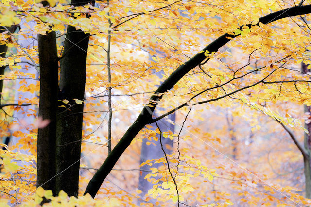 Beech (Fagus spec.)