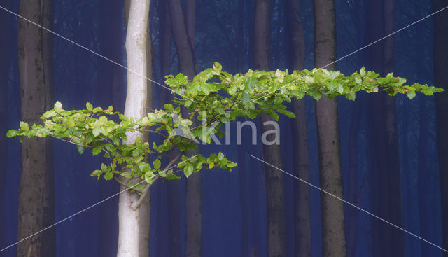 Beech (Fagus spec.)