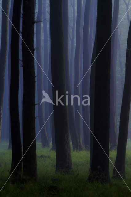 Beech (Fagus spec.)