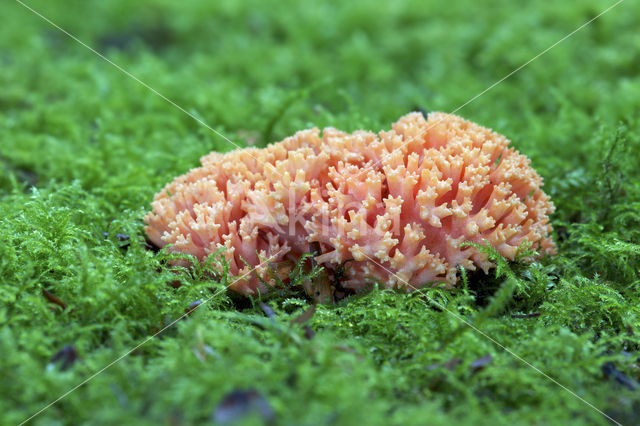 Beukekoraalzwam (Ramaria fagetorum)