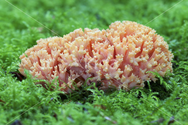 Beukekoraalzwam (Ramaria fagetorum)