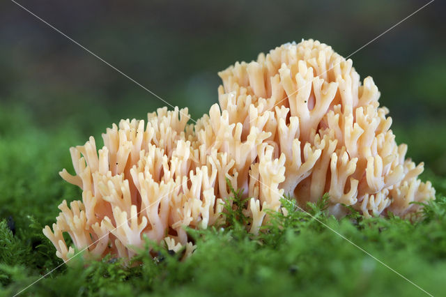 Beukekoraalzwam (Ramaria fagetorum)