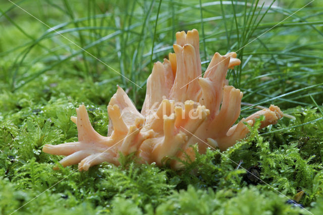 Ramaria fagetorum