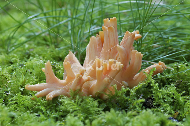 Beukekoraalzwam (Ramaria fagetorum)