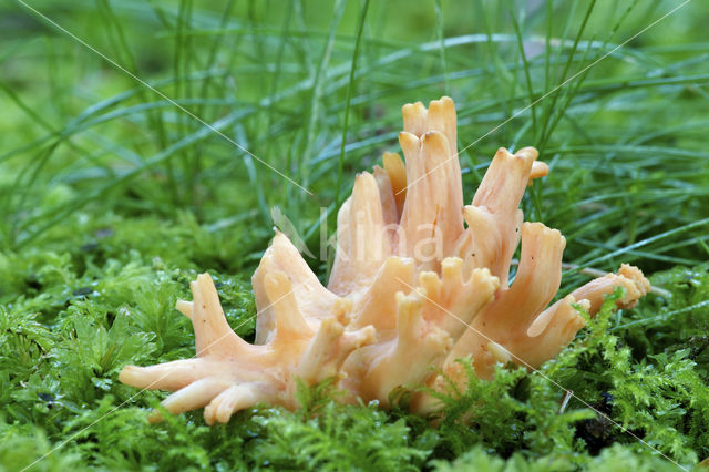 Beukekoraalzwam (Ramaria fagetorum)