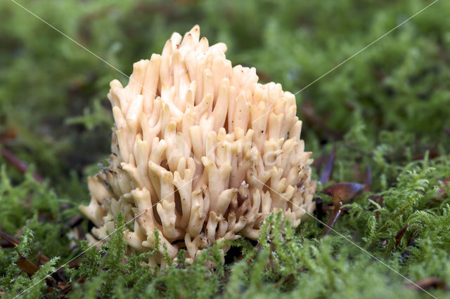 Ramaria fagetorum