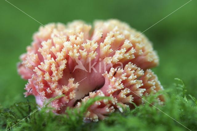 Beukekoraalzwam (Ramaria fagetorum)