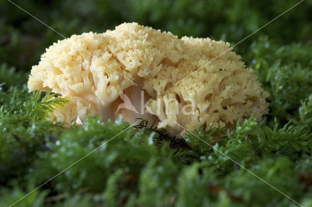 Ramaria fagetorum