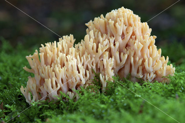 Ramaria fagetorum