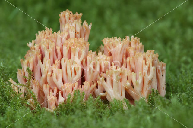 Beukekoraalzwam (Ramaria fagetorum)