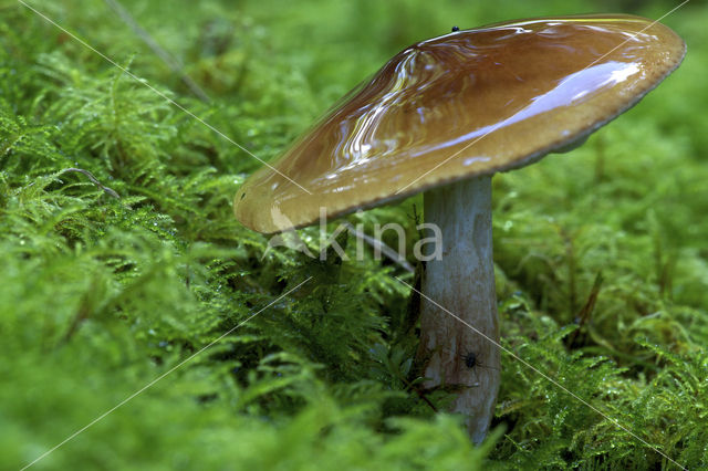 Beukenridderzwam (Tricholoma ustale)