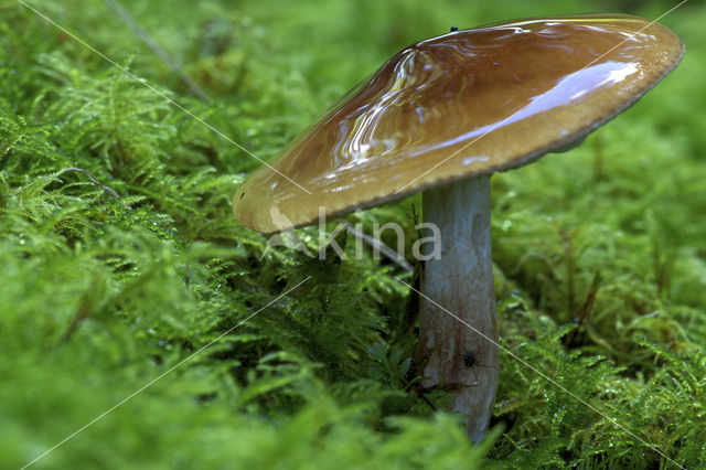 Burnt Knight (Tricholoma ustale)