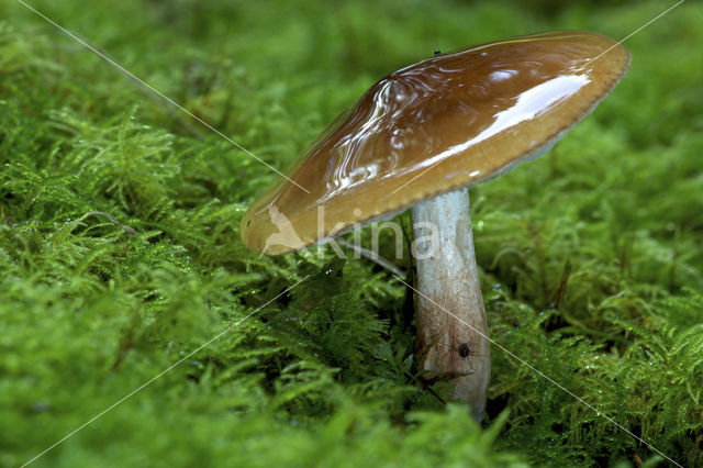 Burnt Knight (Tricholoma ustale)