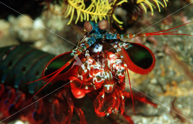 Peacock mantis shrimp (Odontodactylus scyllarus)