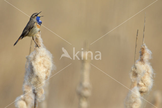 Bluethroat (Luscinia svecica)