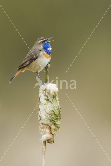 Bluethroat (Luscinia svecica)