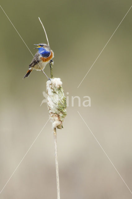 Bluethroat (Luscinia svecica)
