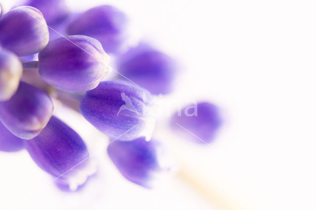 Small Grape Hyacinth (Muscari botryoides)