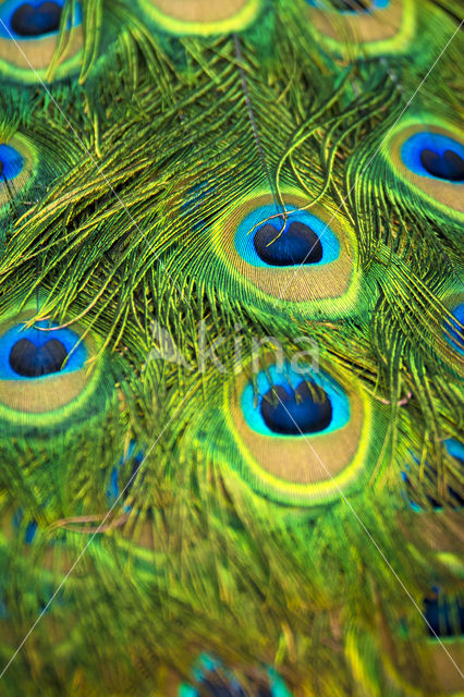 Blauwe pauw (Pavo cristatus)