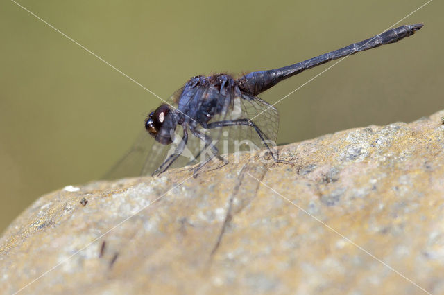 Indigo Dropwing (Trithemis festiva)