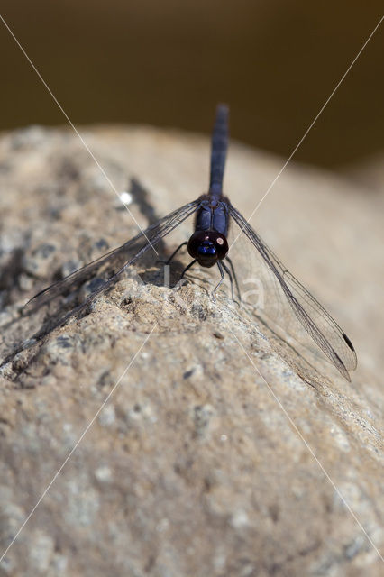 Indigo Dropwing (Trithemis festiva)