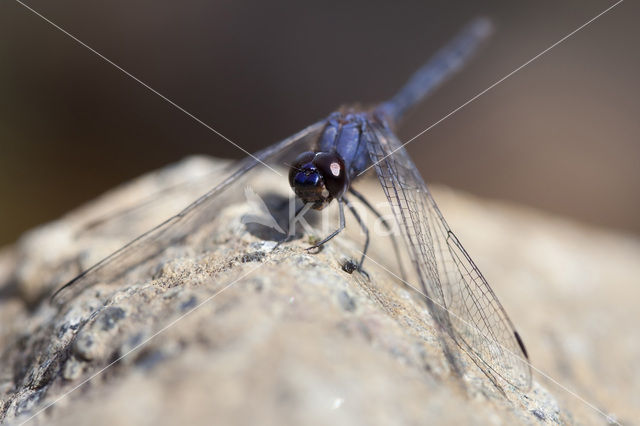 Indigo Dropwing (Trithemis festiva)