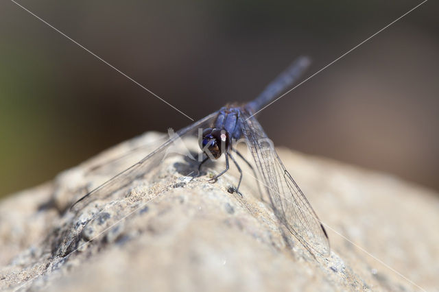 Indigo Dropwing (Trithemis festiva)