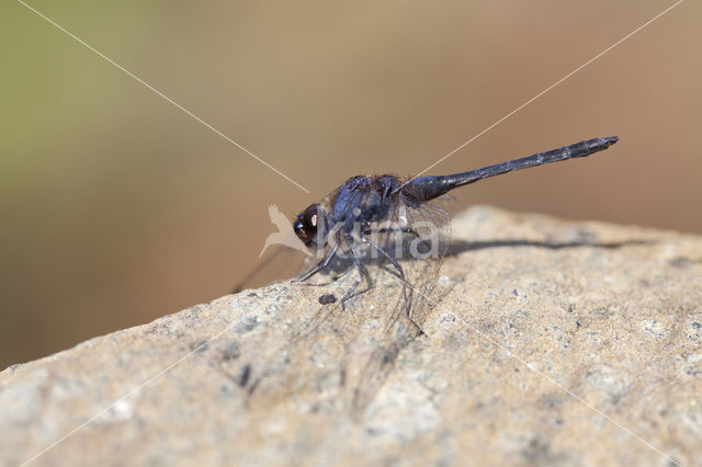 Indigo Dropwing (Trithemis festiva)
