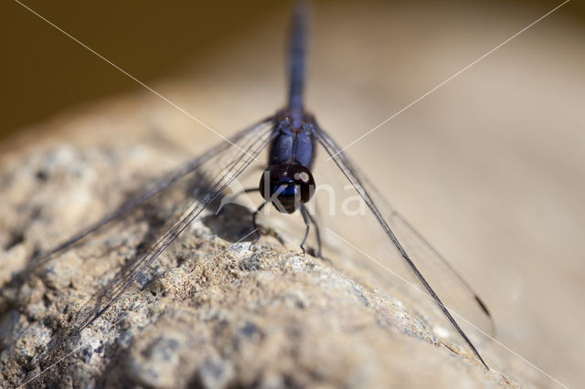 Blauwe zonnewijzer (Trithemis festiva)